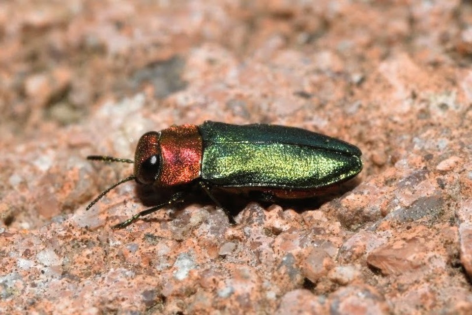 Anthaxia nitidula - ragyogó virágdíszbogár