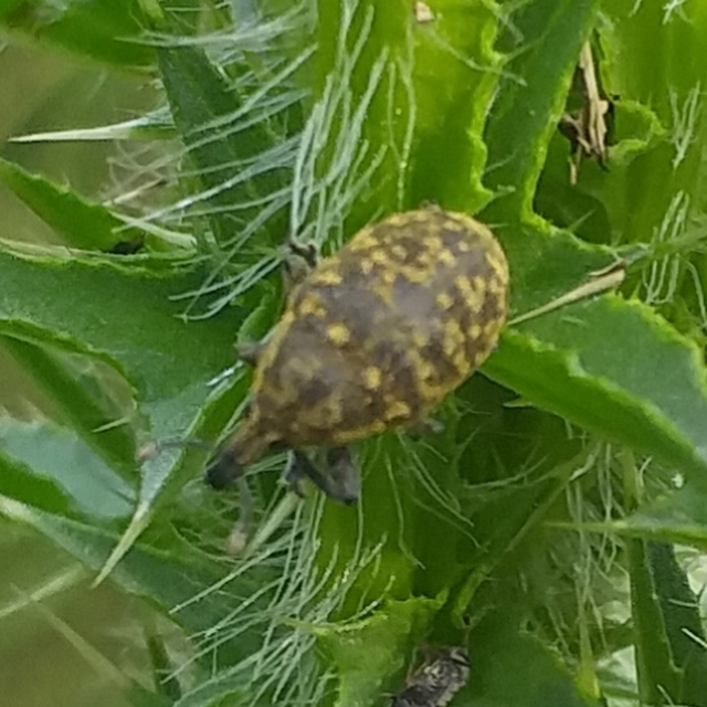 Larinus turbinatus - kúposorrú púderbarkó