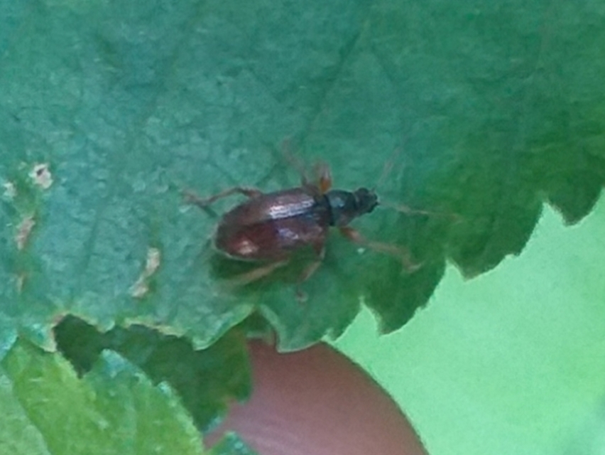Phyllobius oblongus - közönséges levélormányos