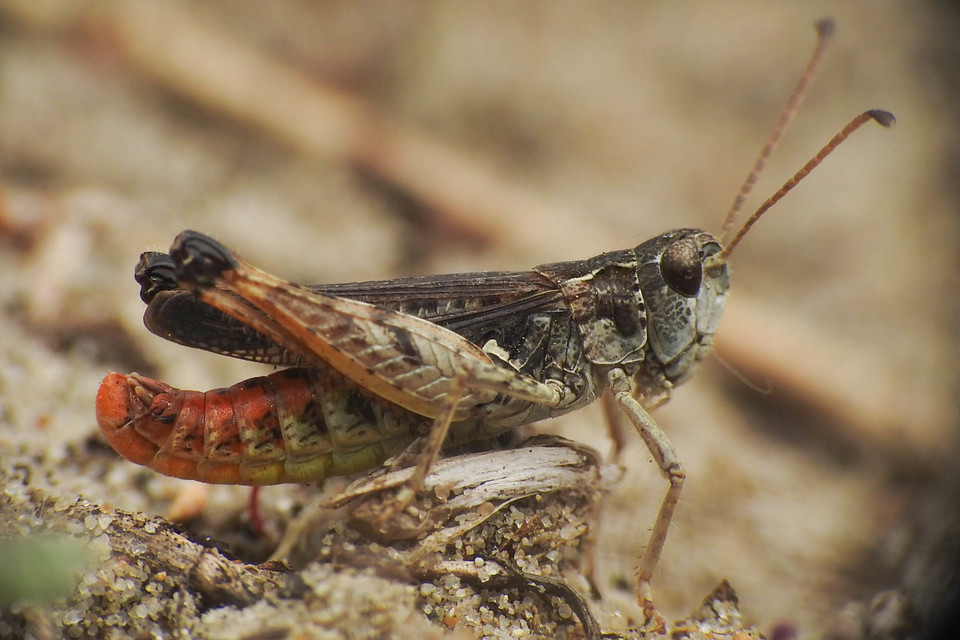 Myrmeleotettix maculatus - kis bunkóscsápúsáska