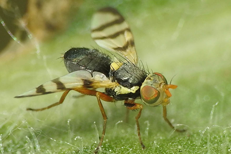 Tephritidae - fúrólégyfélék