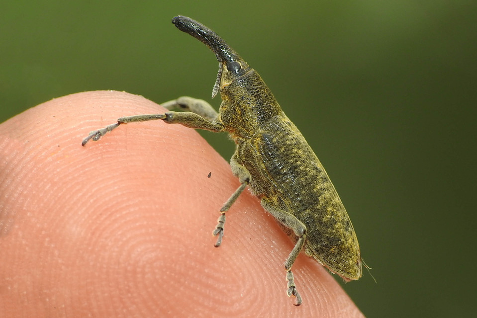 Lixus pulverulentus - mályvafúró dudvabarkó