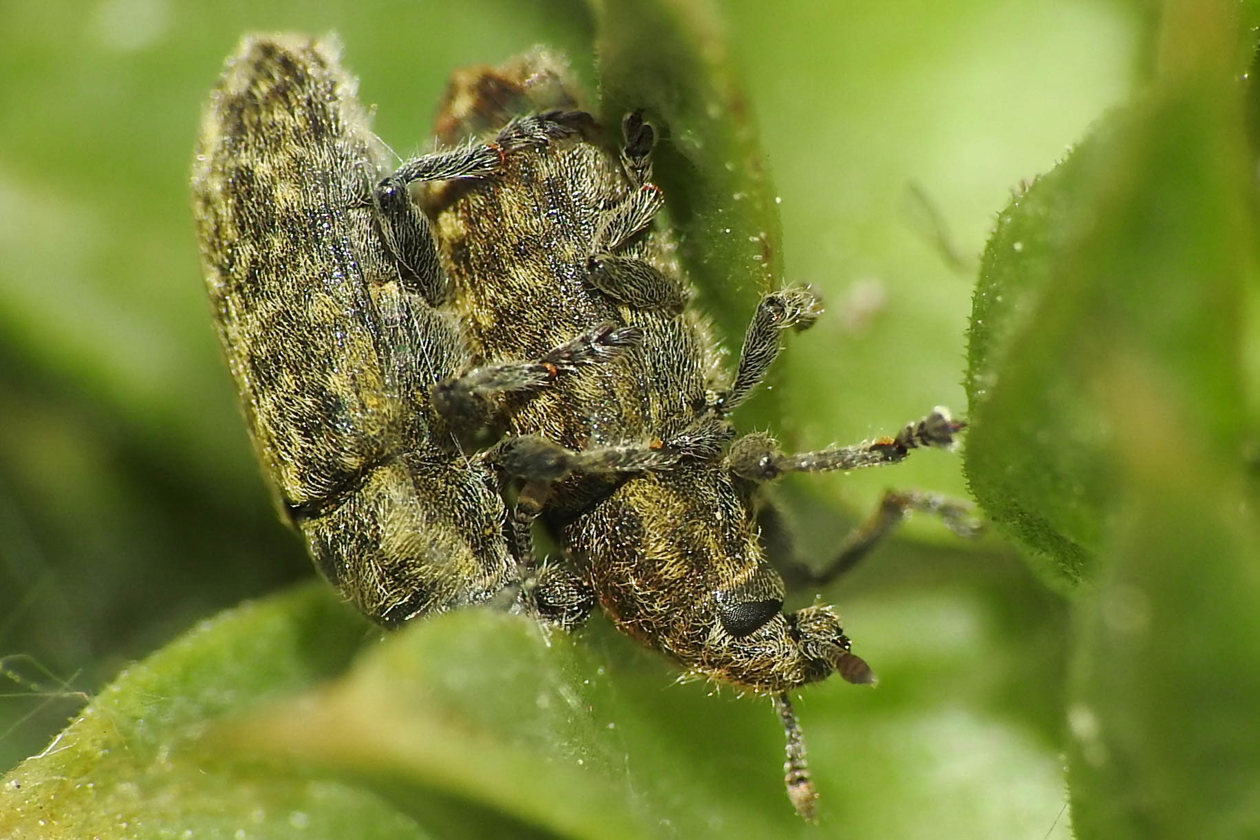 Rhinocyllus conicus - tömpeorrú barkó