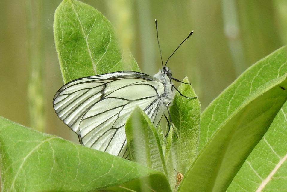 Aporia crataegi - galagonyalepke
