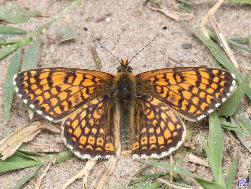 Melitaea cinxia - réti tarkalepke