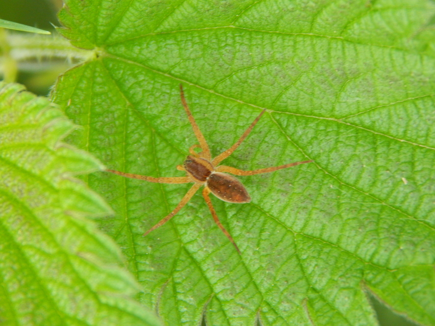 Dolomedes