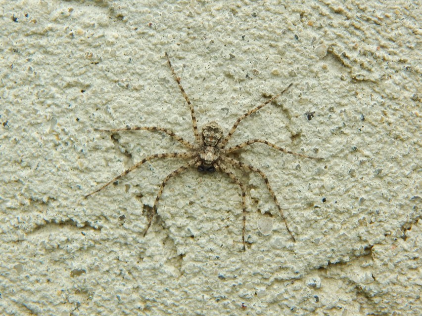 Philodromus poecilus - cifra karolópók