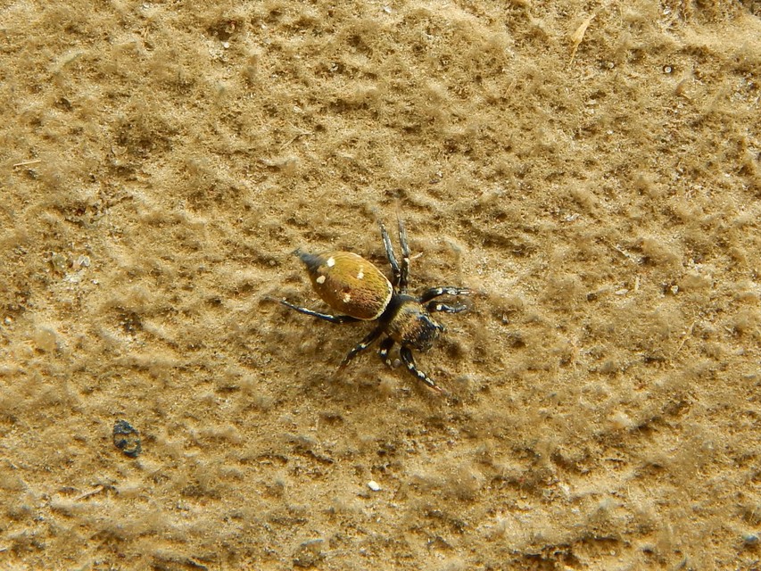 Heliophanus