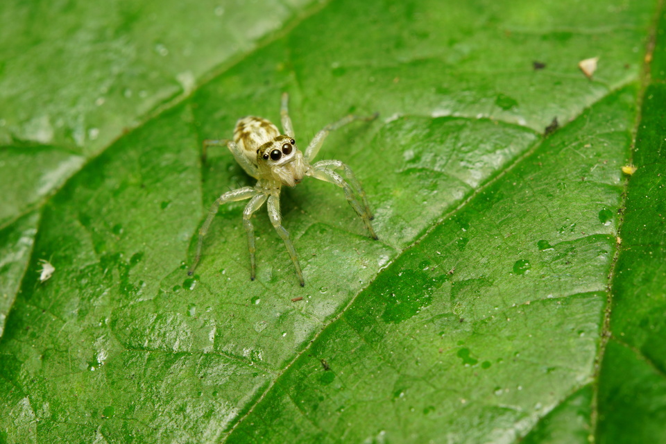 Phintella castriesiana - drávai ugrópók
