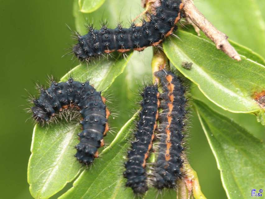 Saturnia pavoniella/pavonia