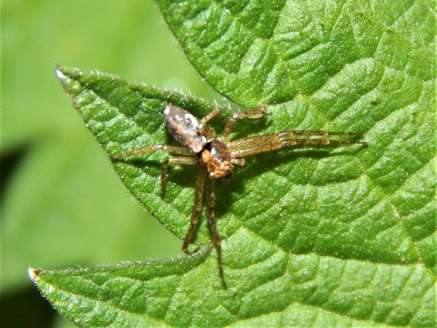 Tmarus piger/stellio