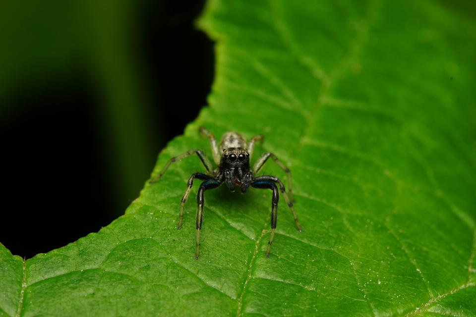 Phintella castriesiana - drávai ugrópók