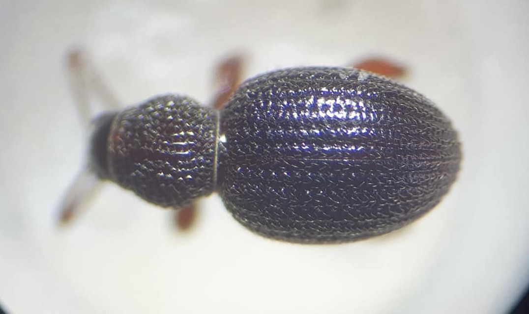 Otiorhynchus ovatus - apró gyalogormányos