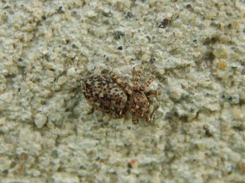 Attulus
