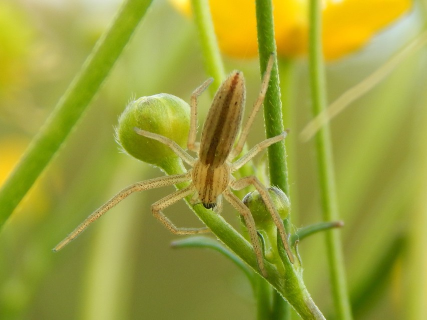 Tibellus