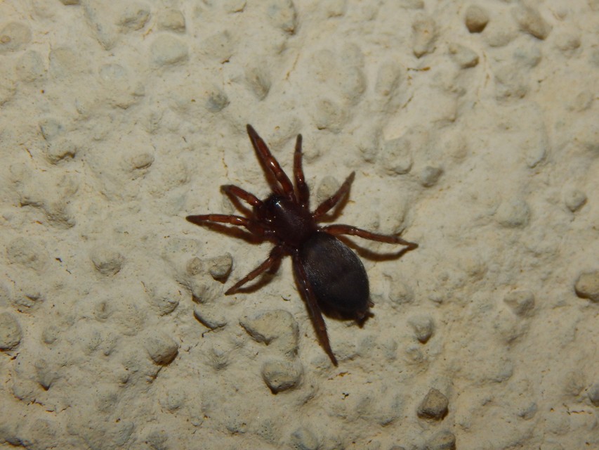 Gnaphosidae - kövipókok