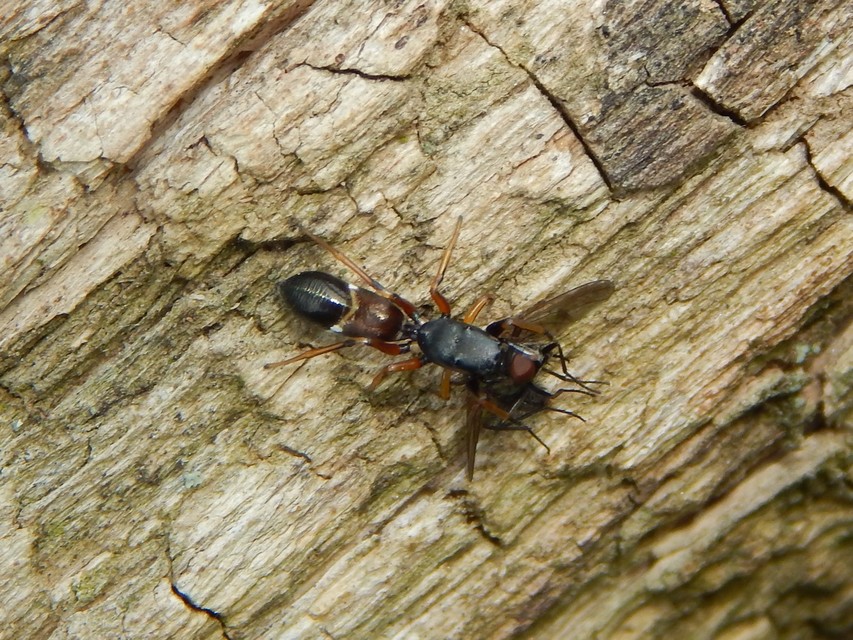 Leptorchestes berolinensis - fekete hangyautánzópók