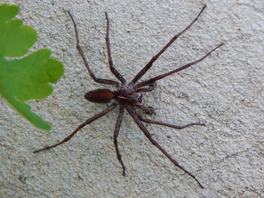 Pisaura mirabilis - csodáspók
