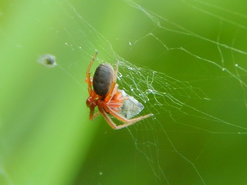 Araneidae - keresztespókok