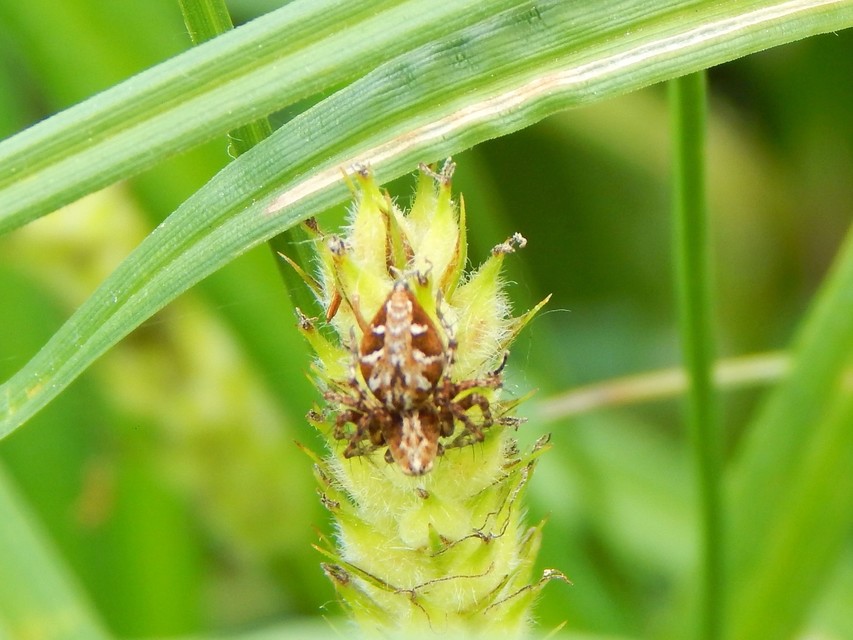 Oxyopes ramosus