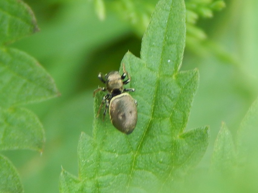 Heliophanus