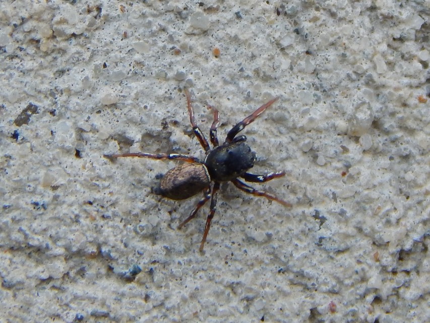 Heliophanus