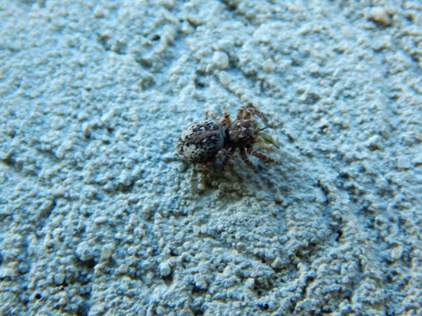 Attulus pubescens - bozontos ugrópók