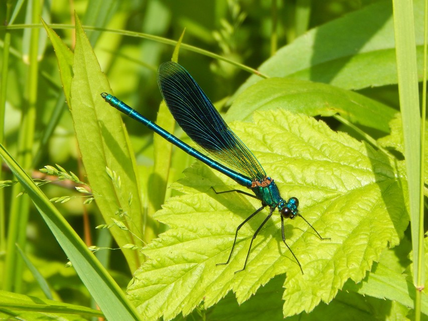 Calopteryx splendens - sávos szitakötő