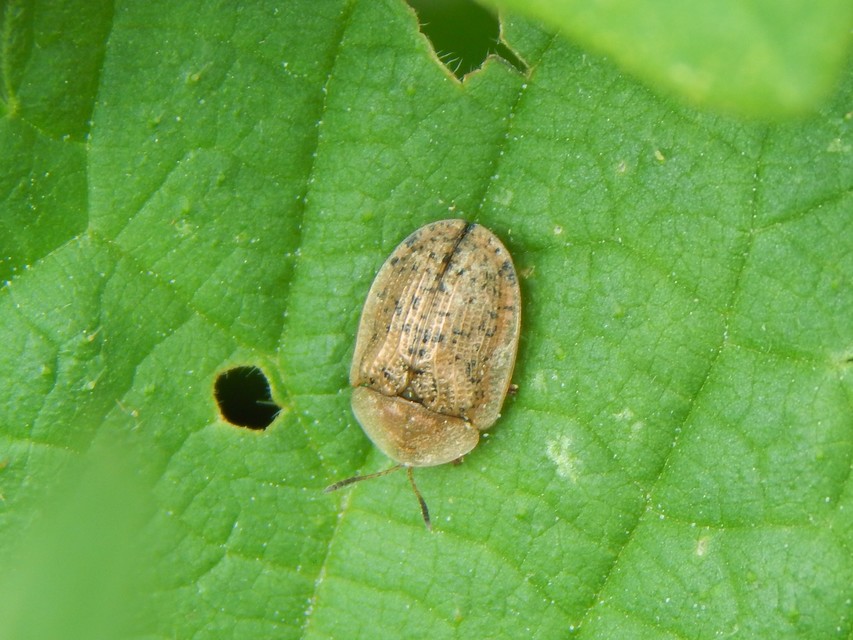 Cassida nebulosa - laboda-pajzsbogár Cassida nebulosa - laboda-pajzsbogár