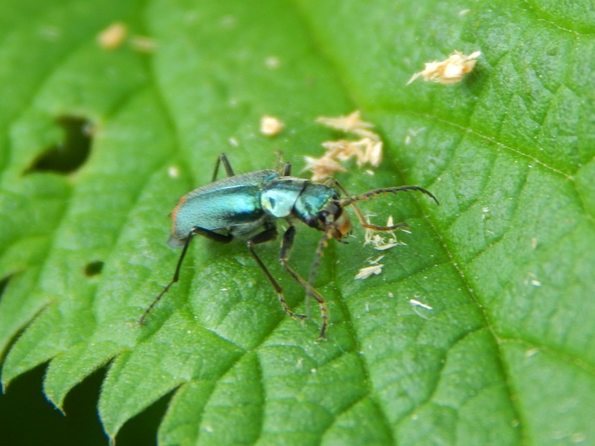 Malachius bipustulatus - kétfoltos bibircsesbogár