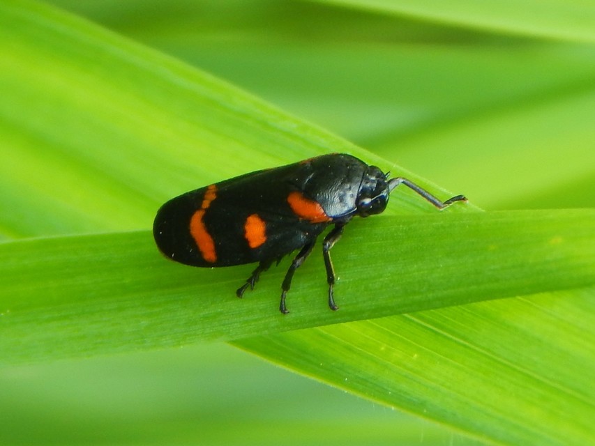 Cercopis sanguinolenta
