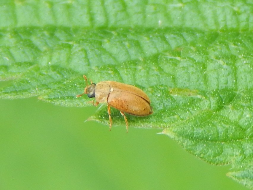 Byturus ochraceus - gyömbérgyökérbogár