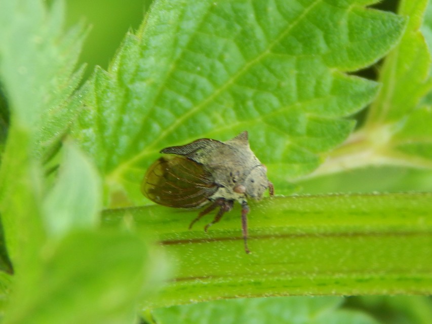 Centrotus cornutus - szarvaskabóca
