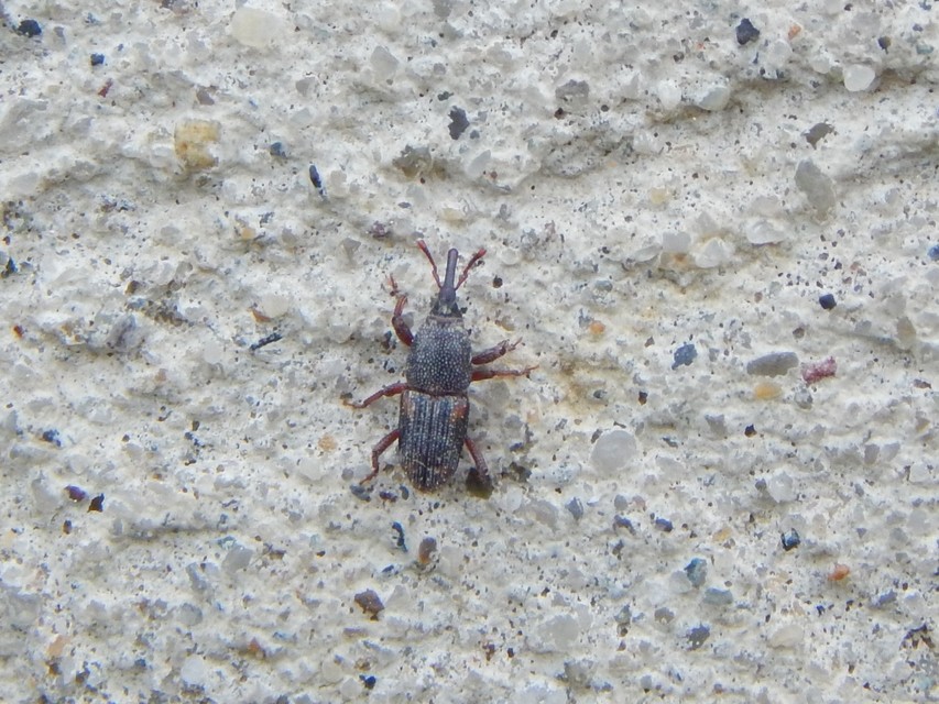 Sitophilus