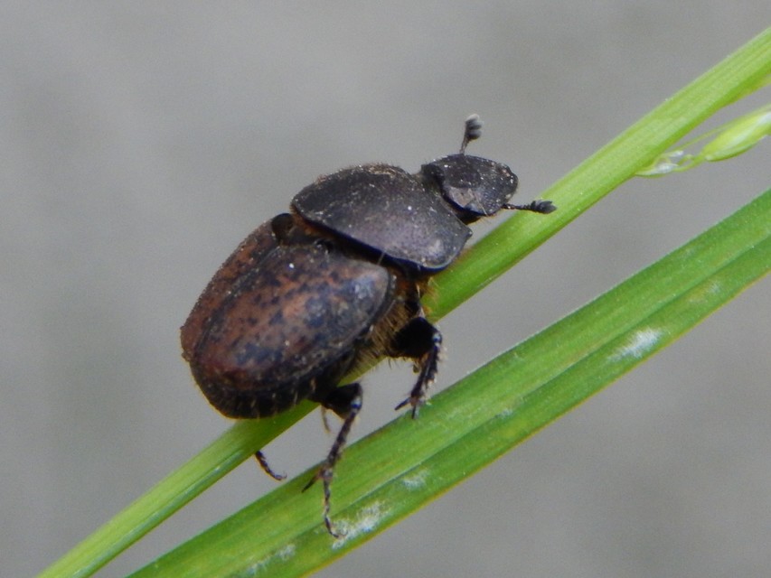 Onthophagus fracticornis - bronzos trágyatúró