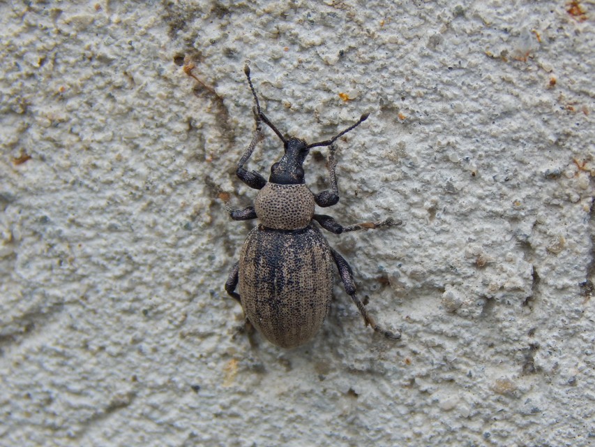 Otiorhynchus ligustici - vincellér-gyalogormányos