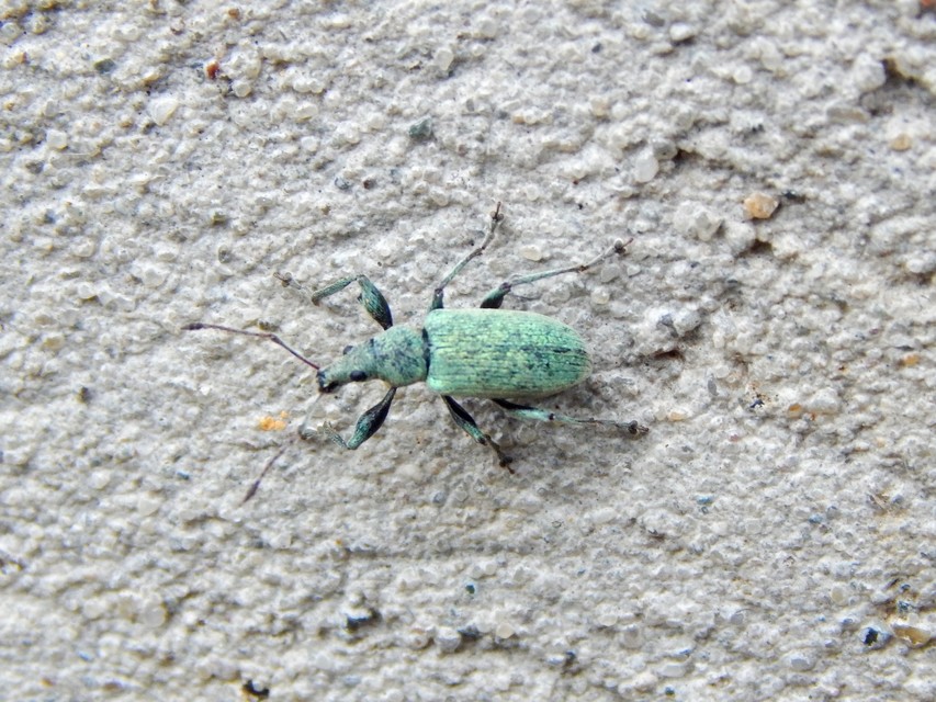 Phyllobius pomaceus - csalán-levélormányos