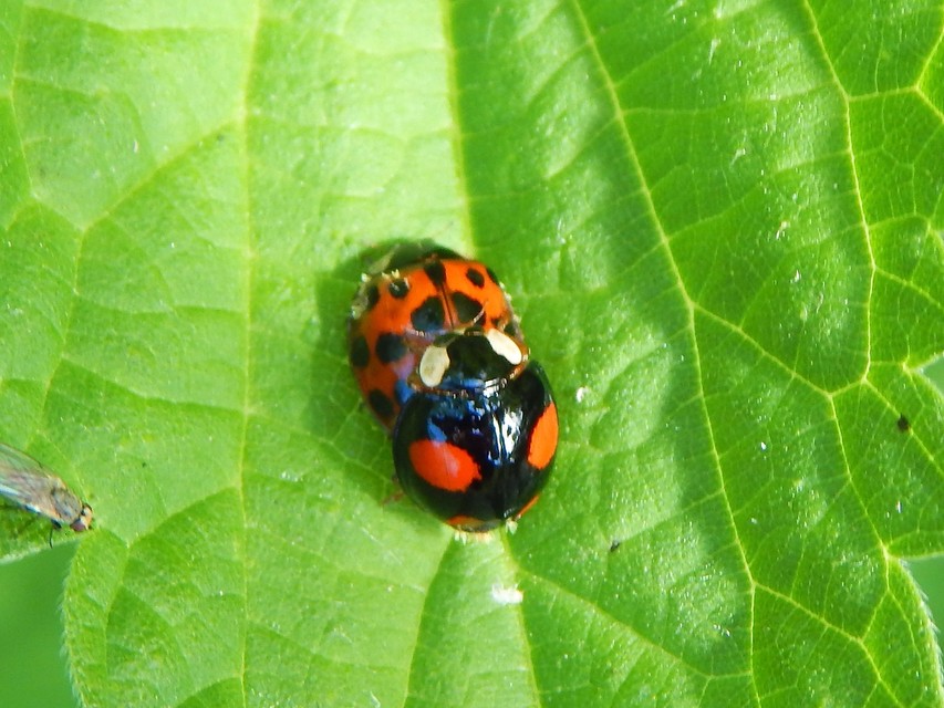 Harmonia axyridis - harlekinkatica