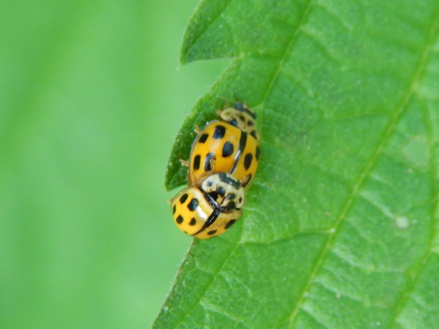Propylea quatuordecimpunctata - tizennégypettyes füsskata