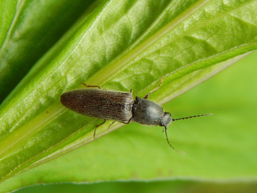 Athous haemorrhoidalis - szurkos pattanó