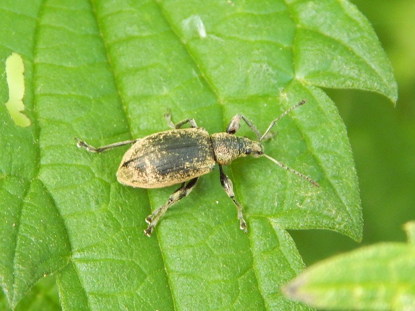 Phyllobius pomaceus - csalán-levélormányos