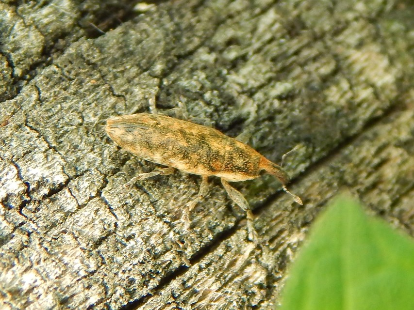 Lixus subtilis - disznóparéj-dudvabarkó
