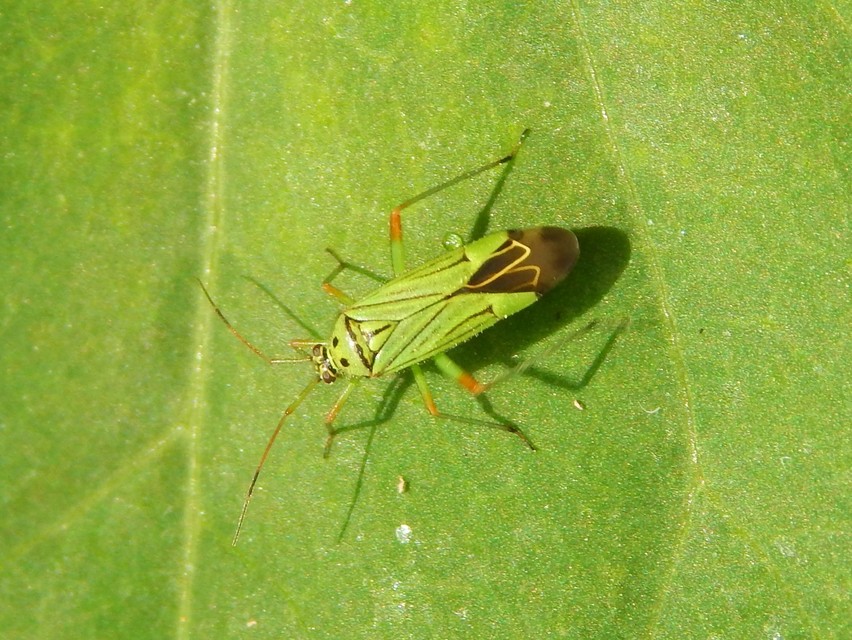 Mermitelocerus schmidtii