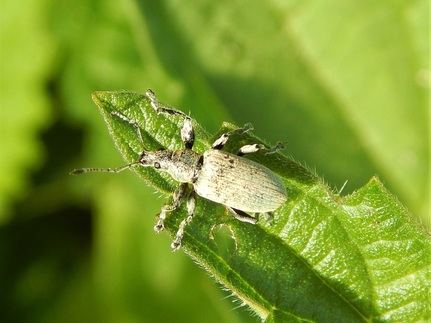 Phyllobius