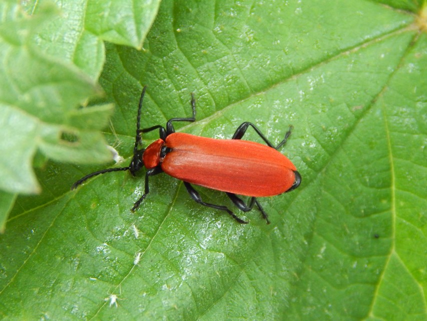 Pyrochroa coccinea - nagy bíborbogár
