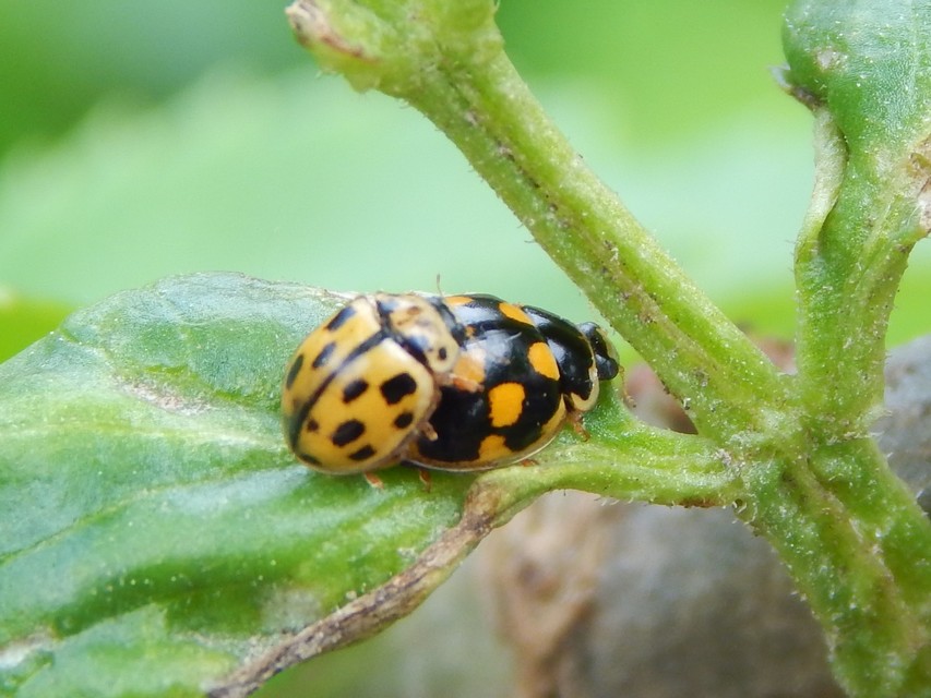 Propylea quatuordecimpunctata - tizennégypettyes füsskata