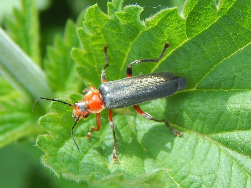 Cantharis livida - mezei lágybogár