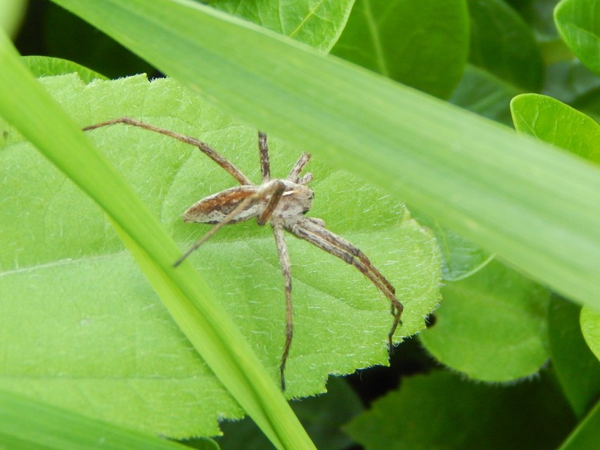 Pisaura mirabilis - csodáspók
