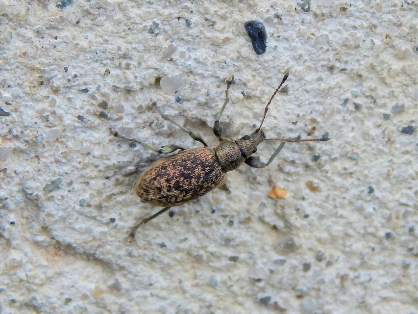 Phyllobius pomaceus - csalán-levélormányos
