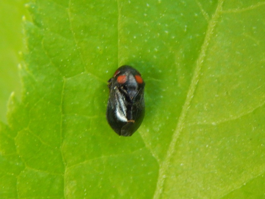 Penthimia nigra - fekete kabóca Penthimia nigra - fekete kabóca